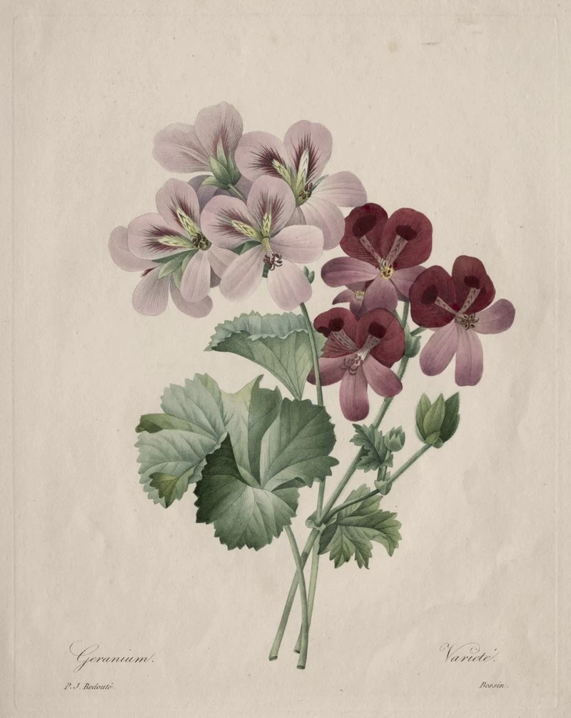 Geranium - Cleveland Museum of Art
